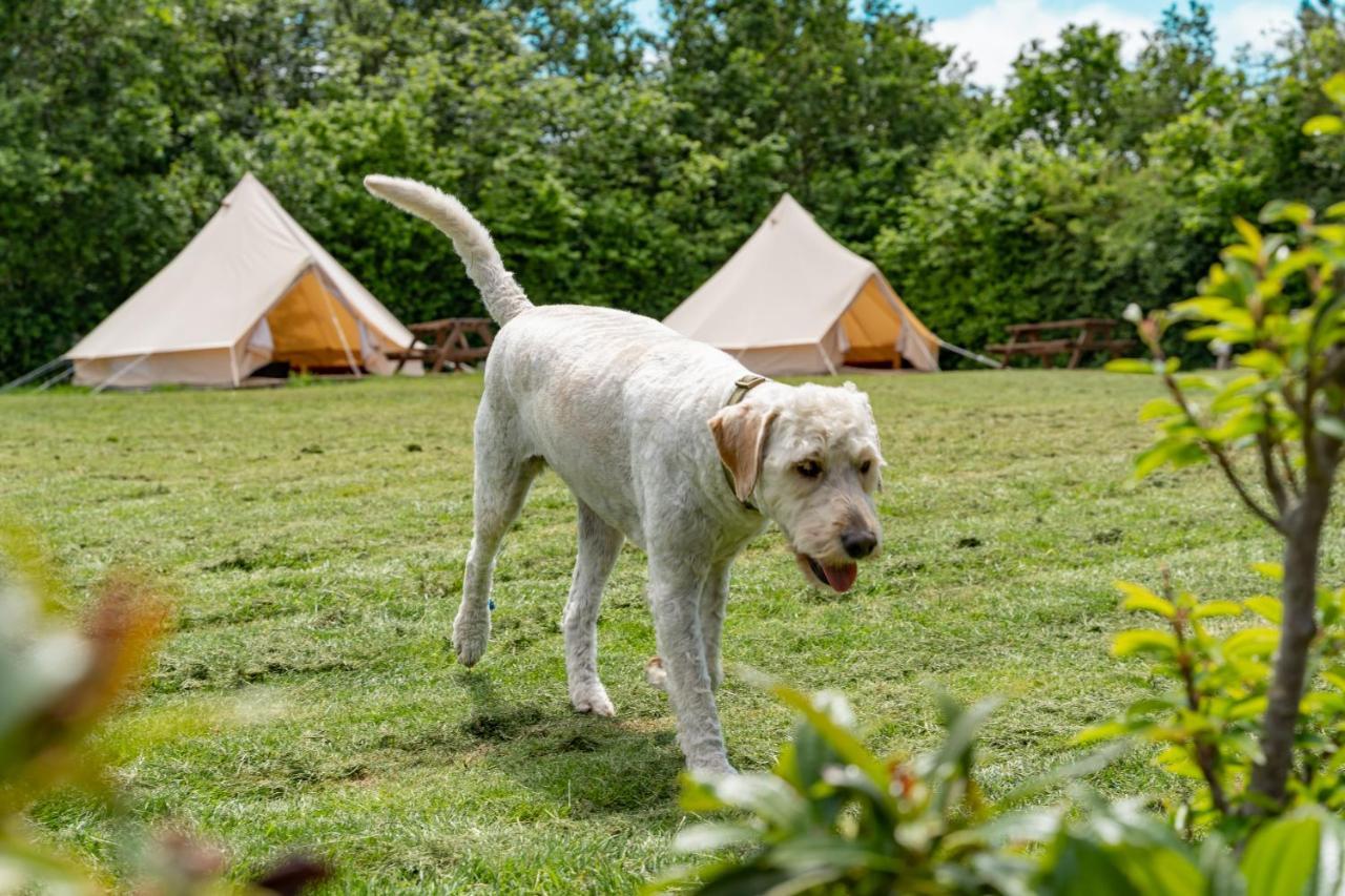 Bell Tent Glamping At Marwell Resort Winchester Exterior photo
